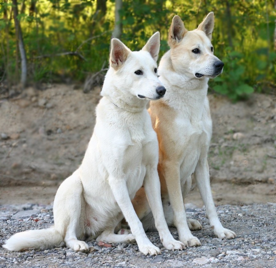 上图：迦南犬（Canaan dog）是古代迦南的原始犬种，被古希伯来人用来保护营地和放牧羊群。以色列人被掳后，不得不把它们撇在野外，偶尔成为贝都因人和德鲁兹部落的护卫犬。1930年代，以色列国防军的前身哈格纳（Haganah）开始重新驯养从野外捕获的迦南犬。1963年，迦南犬被以色列确认为国犬。