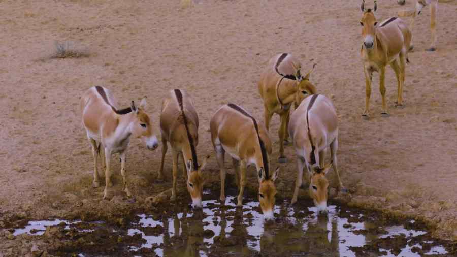 上图：以色列的亚洲野驴（Onager or Asiatic wild ass），从未被驯化过，时速可高达70公里。