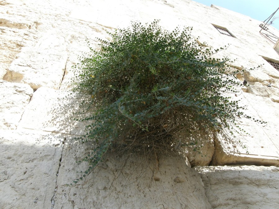 上图：耶路撒冷西墙石缝里生长的刺山柑（Capers），可能就是牛膝草（Hyssop）。牛膝草生长于石缝和牆上（王上四33），有人认为是以色列常见的墨角兰（Origanum Marjoram），也有人认为是刺山柑（Thorny Capers），它们都是普通平凡的植物，枝条和厚叶多毛。 出埃及时，以色列用牛膝草把逾越节祭牲的血涂在门楣和两边门柱上（出十二22）。西奈山立约时，摩西用牛膝草蘸血和水洒在约书上和百姓身上（来九19）。为消除了麻风病的人或房子进行洁淨礼时，也用到牛膝草（利十四4、6、49、51）。牛膝草也用来制作红母牛灰做的除污秽的水（民十九6），并用来蘸这水去洁净人和器皿（民十九18）。