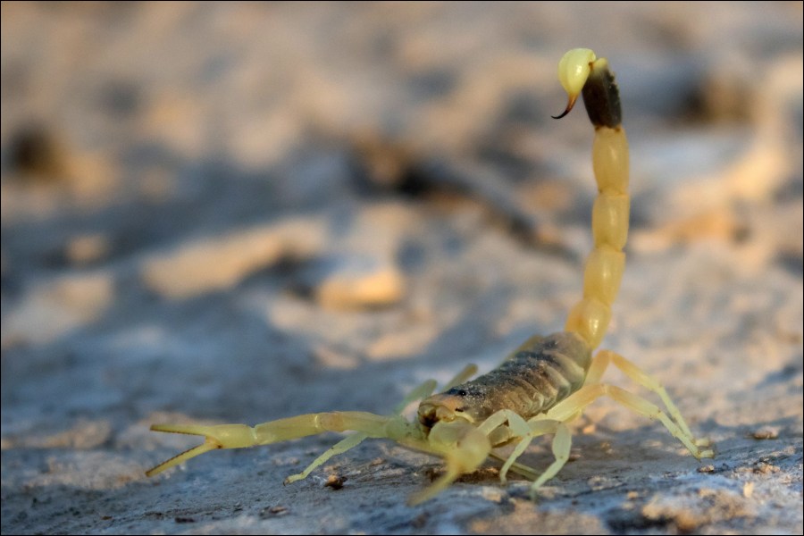 上图：生活在以色列南地沙漠中的以色列黄蝎（Leiurus hebraeus, the Hebrew deathstalker）, 也被称为死亡猎手（deathstalker），是蝎子中最危险的一种，被刺后非常痛苦。