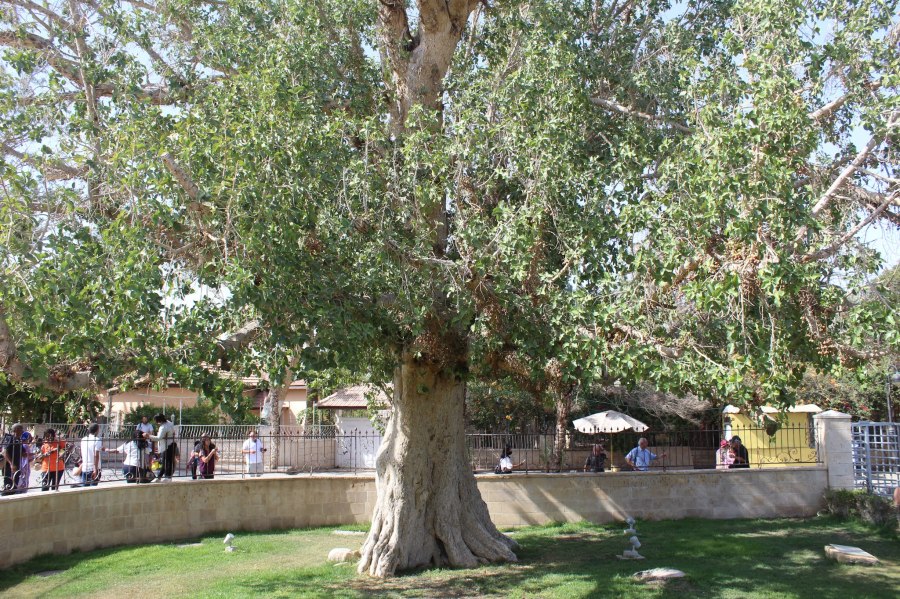 上图：耶利哥的撒该的桑树（Zacchaeus' sycamore fig）。传说个子矮小的税吏撒该为了能看见耶稣，爬上这棵桑树（路十九1-10）。桑树指西克莫无花果树，是一种桑科榕属聚果榕亚属的榕树，是广义上的无花果，树叶像桑树叶，果子像无花果，味道不同于普通的无花果，甜度一般但香味浓郁。