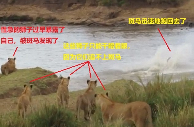 上图：斑马发现了性急的狮子，扭头就跑回去了。这么近的距离，狮子也追不上斑马，因为狮子的速度和耐力都比不过斑马，只有丧失警惕、丧失斗志的斑马才会被狮子吃掉。同样，虽然魔鬼「如同吼叫的狮子，遍地游行，寻找可吞吃的人」（彼前五8），但神限制了魔鬼的能力，只有不谨守、警醒，没有坚固信心基督徒才会被魔鬼吞噬；只要「你们要用坚固的信心抵挡牠」（彼前五9），就一定能脱离魔鬼。