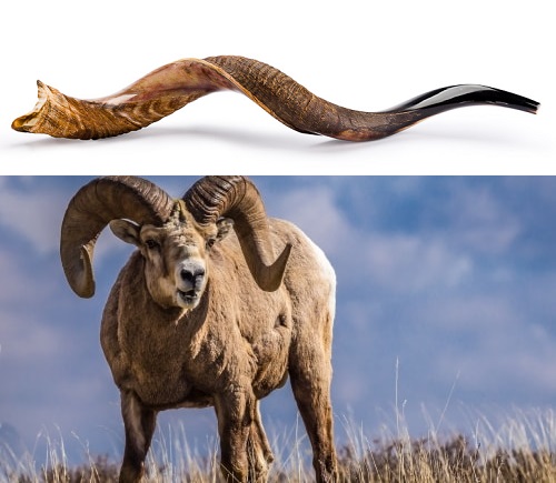 上图：犹太人把公绵羊的角在热水中浸软，扭曲压扁造成羊角号（Shofar），可以吹奏几个不同的音调。